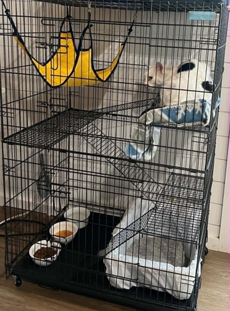 A cat condo with hammock, shelves, and bedding